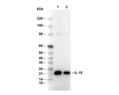 IL-18 Antibody [D7E17] WB