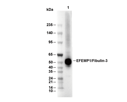Fibulin 3 Antibody [G19N6] WB