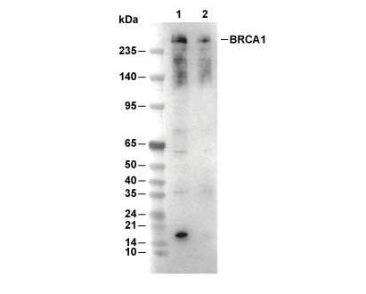 F8436-wb