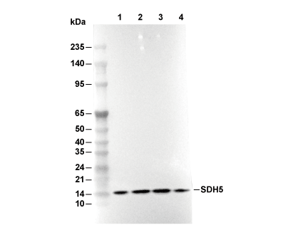 SDH5 Antibody [F15B20] WB