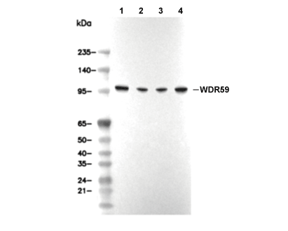 WDR59 Antibody [P9B16] WB