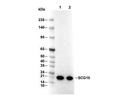 SCG10/Stathmin-2 Antibody [F16M4] WB