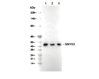 SMYD3 Antibody [P23D23] WB