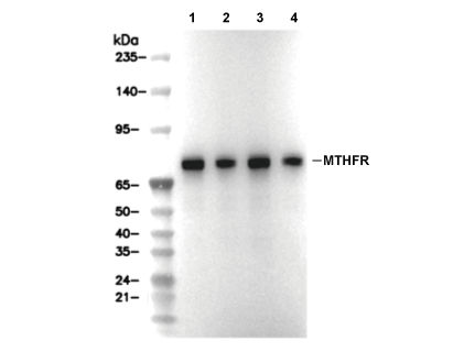 F8528-wb