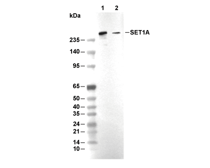 SET1A Antibody [K11A18] WB