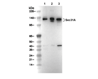Sec31A Antibody [J15M23] WB