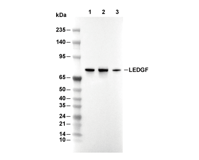 F8574-wb