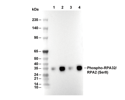 F8601-wb