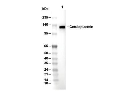 Ceruloplasmin Antibody [K22D1] WB