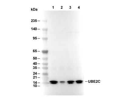 F8623-wb
