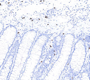 F8677-IHC1