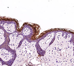 F8714-IHC1