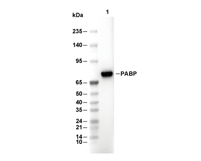 F8813-wb