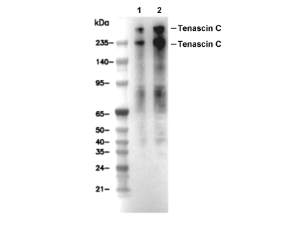 Tenascin C Antibody [L15L8] WB