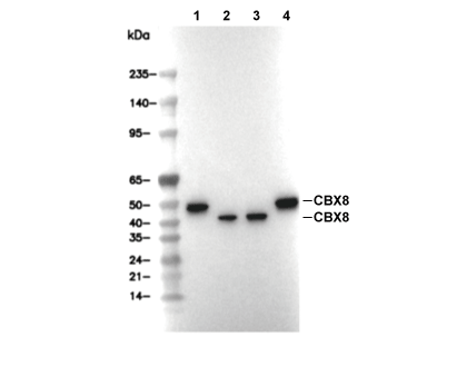 CBX8 Antibody [E24E8] WB