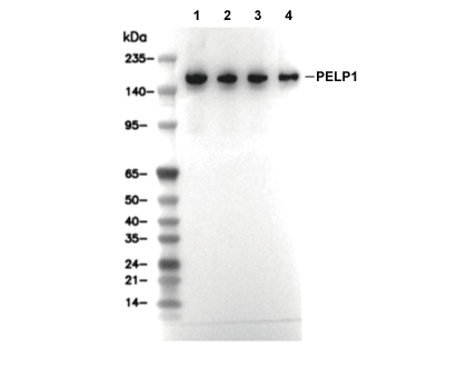 PELP1 Antibody [M14C23] WB