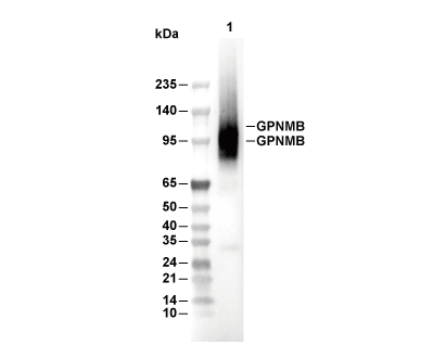 GPNMB Antibody [J15J20] WB