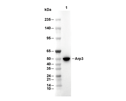 Arp3 Antibody [N13C13] WB