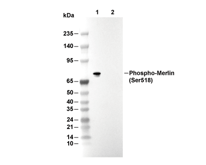 F8979-wb