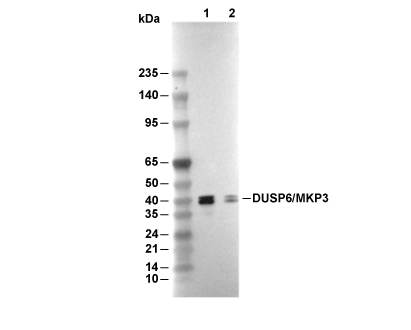 DUSP6/MKP3 Antibody [E9K23] WB