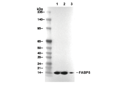 F8992-wb