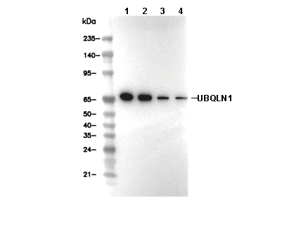 UBQLN1 Antibody [M14H23] WB