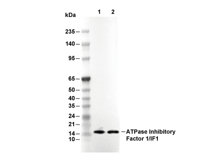 ATPIF1 Antibody [L4C2] WB
