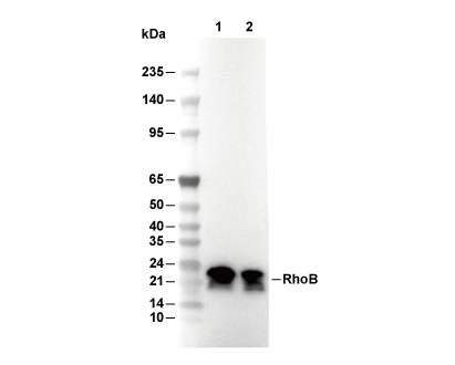 RhoB Antibody [G12L1] WB