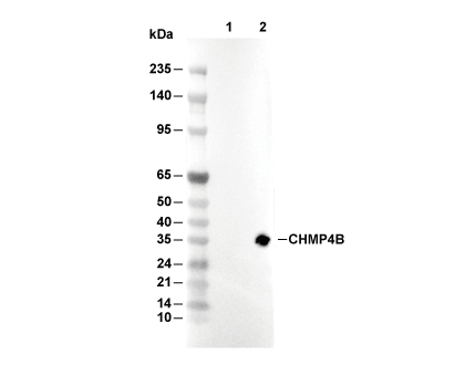 CHMP4B Antibody [P12D13] WB