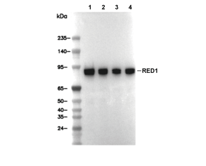 RED1 Antibody [L7J8] WB