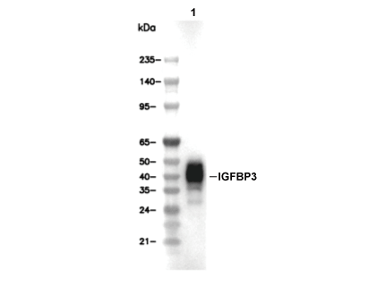 IGFBP3 Antibody [G15L3] WB