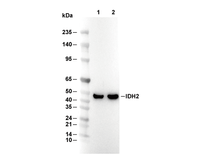 IDH2 Antibody [P11N22] WB