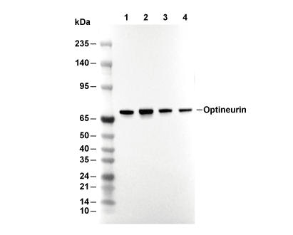 Optineurin Antibody [D24C11] WB