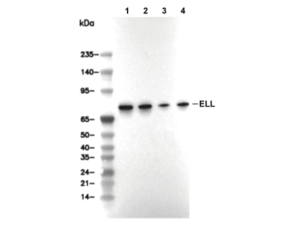 ELL Antibody [B15J21] WB