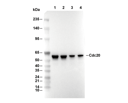 F9381-wb