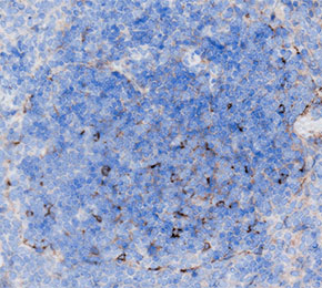 F9472-IHC1