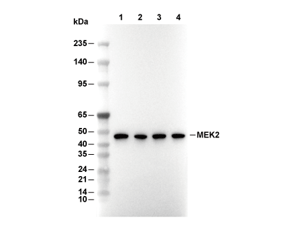 F9486-wb