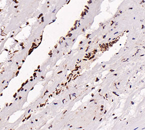 F9487-IHC1
