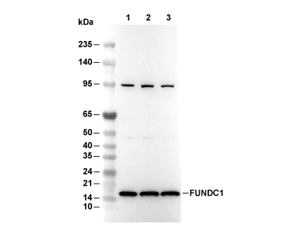 FUNDC1 Antibody [A14J2] WB