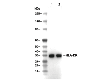 HLA-DR Antibody [L16M22] WB