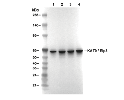 F9562-wb
