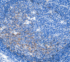 F9578-IHC1
