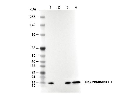F9637-wb