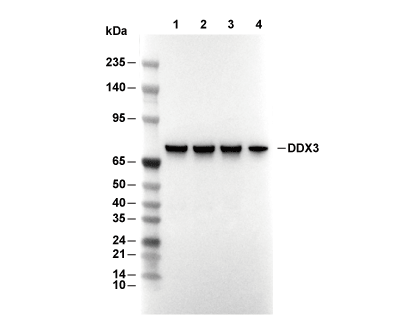 DDX3 Antibody [J24G2] WB