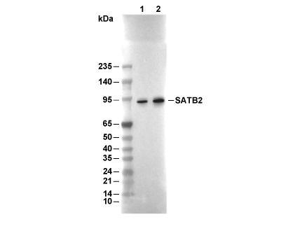 F9672-wb