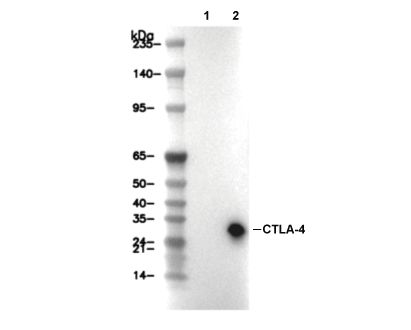 F9693-wb