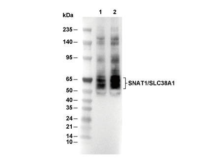 SNAT1/SLC38A1 Antibody [G3B8] WB