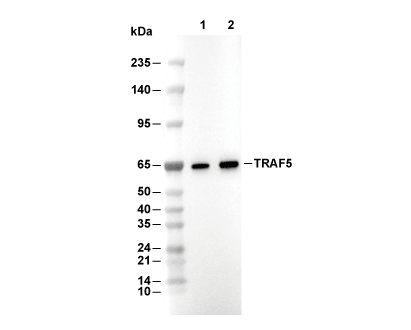 TRAF5 Antibody [C3D23] WB