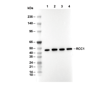 RCC1 Antibody [J20J20] WB