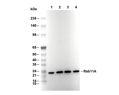 F9796-wb
